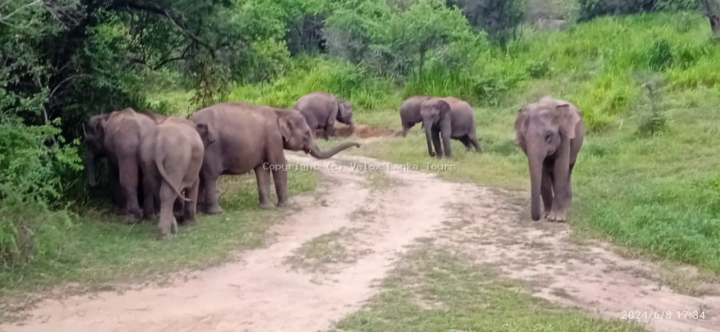 Sri Lanka tour photo