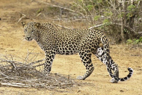 Leopard at Yala National Park — photo by Geoff Brooks on Unsplash